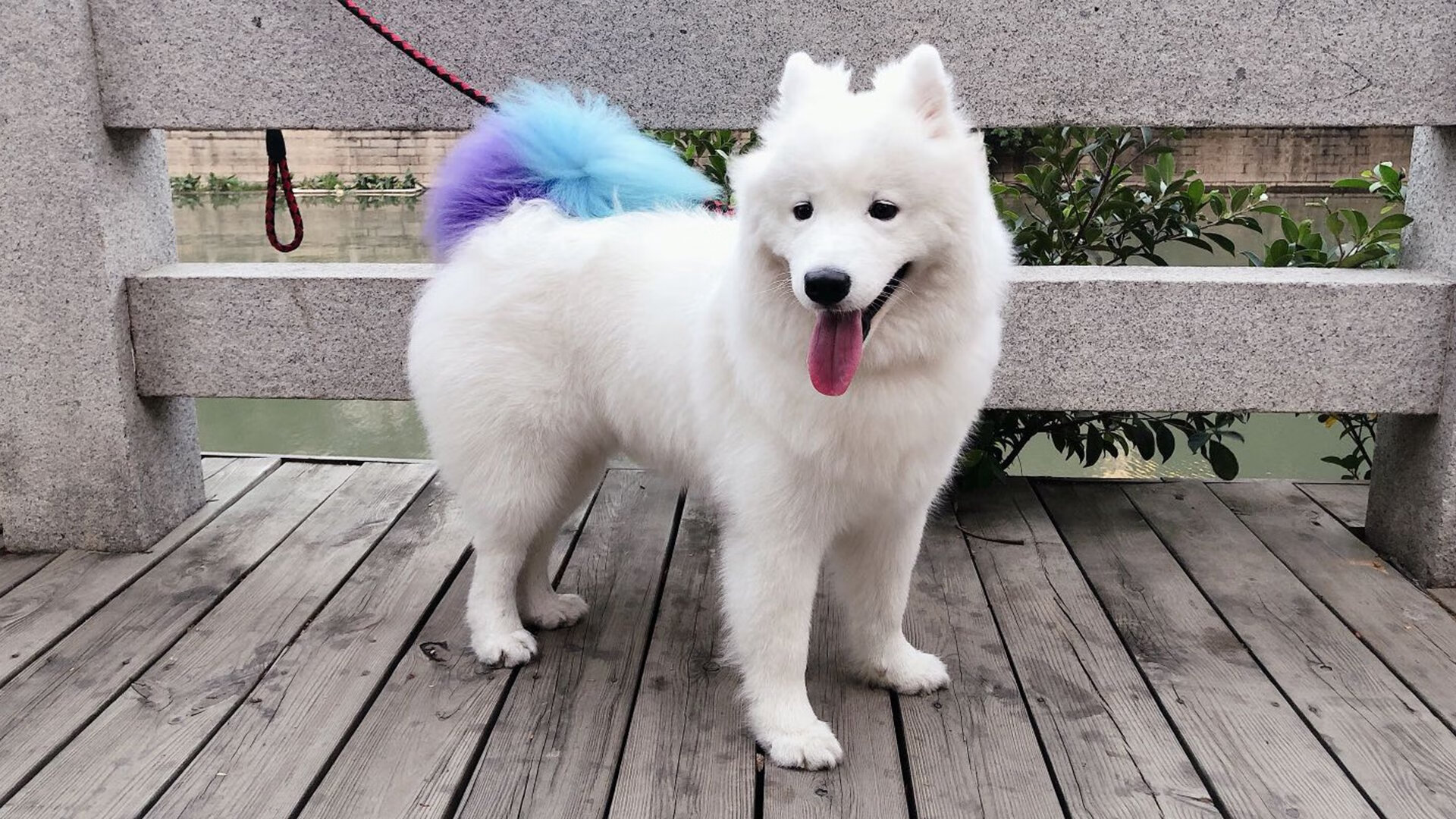 国际乒联混合团体世界杯：新加坡队的出色表现背后有哪些秘密，新加坡乒乓球比赛最新情况