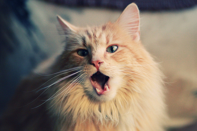 新加坡队赛制解析：如何利用赛制提升整体团队的竞争力，新加坡队第几个出场