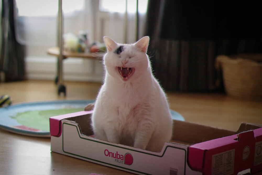 印度赛制的演变与发展：探索更合理的竞争结构，印度40强赛