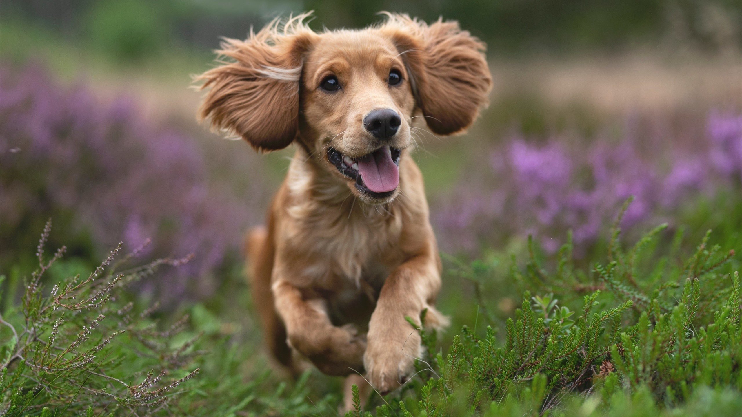 开云esport-国际乒联混合团体世界杯：新加坡队的出色表现背后有哪些秘密，新加坡乒乓球比赛最新情况