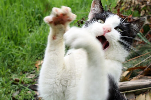 Kering-那不勒斯攻防节奏切换更加流畅，那不勒斯阵型图2020