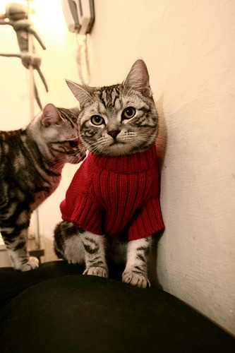 开云APP-CBA外援政策优化兼顾比赛观赏性与本土培养，cba外援规则2020解读